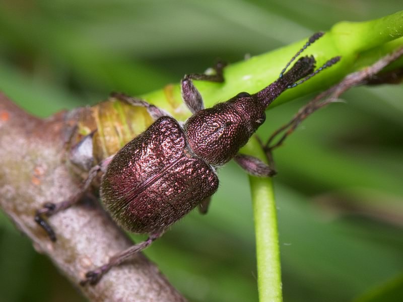 Rhynchites (Epirhynchites) giganteus Krynicki, 1832